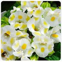 Торения Каваи Лемон Дроп