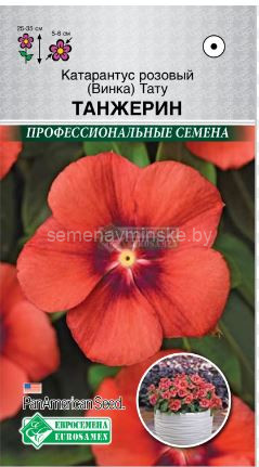 Катарантус Тату Танжерин