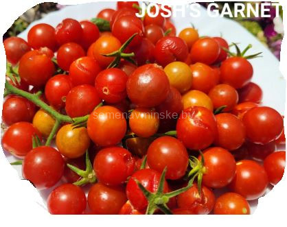 Томат - черри Граница Джоша