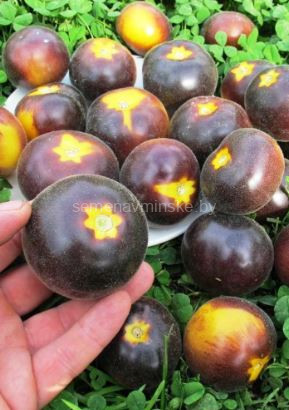 Томат Бархатная Катя в желтом