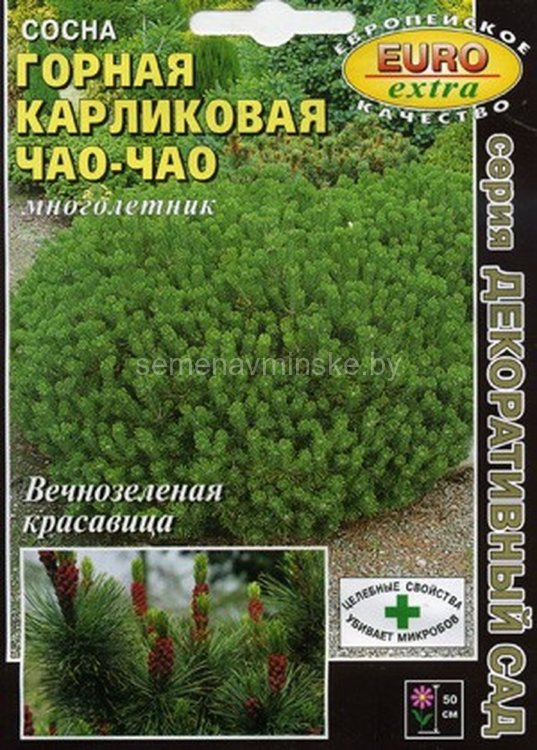 Сосна Чао - Чао карликовая горная