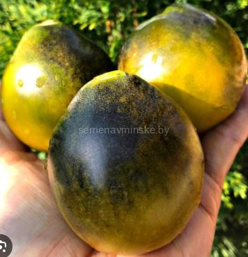 Томат Контраст Фландрии