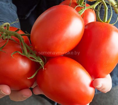 Томат Пинк Плам F1