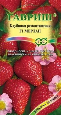 Клубника ремонтантная Мерлан F1