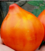 Томат Сердце из  Кордоба