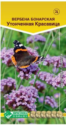 Вербена Бонарская Утонченная Красавица