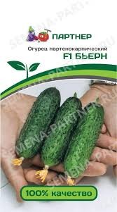 Огурец Бьерн F1 ( Партнер )