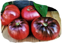 Томат Кадисская Фиалка