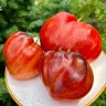 Томат Гигант Французского Гренобля анто