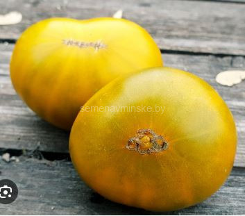 Томат Эми из Огайо ( Серия Гном )