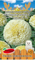 Бархатцы Персидские Котята
