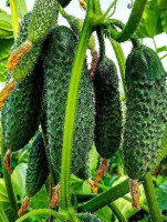 Огурец Директор F1