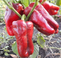 Перец Бел Гой