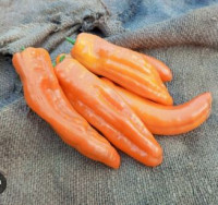 Перец Маркони Оранжевый