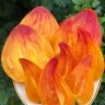 Томат Балтийский Огонек