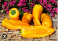 Перец Карпатия