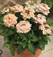 Вербена гибридная Тускани Персик