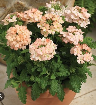 Вербена гибридная Тускани Персик