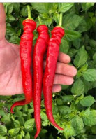 Перец Ялова Карлистон