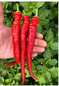 Перец Ялова Карлистон