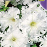 Петуния Афродита F1  Белая
