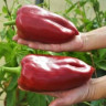 Перец Большой Красный Сыр