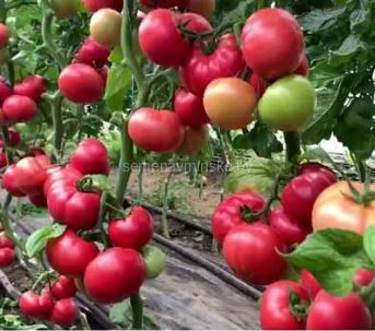 Томат Макан F1