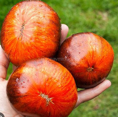 Томат Мечта Алисы