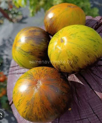 Томат Ребелла ( серия Гном )