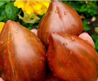 Томат Шоколадный Восторг