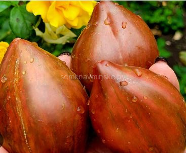 Томат Шоколадный Восторг