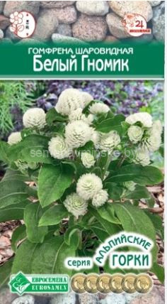 Гомфрена шаровидная Белый Гномик