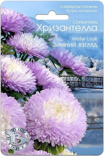 Астра Хризантелла Зимний Взгляд