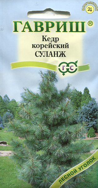 Кедр Корейский СУЛАНЖ