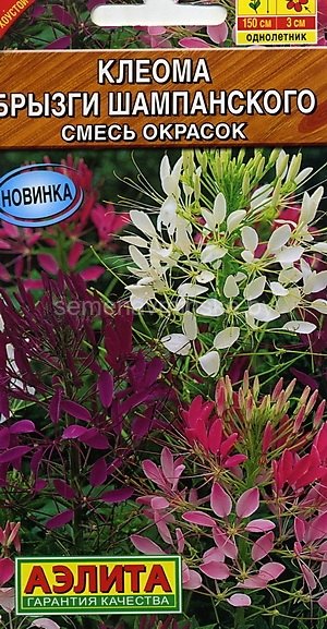 Клеома Брызги Шампанского