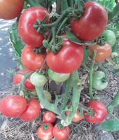 Томат Казабалыкский Суперранний