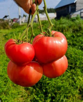 Томат Казанский Местный