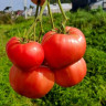 Томат Казанский Местный