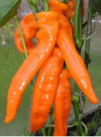 Перец Палермо Обедиус