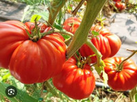 Томат Мореско