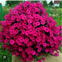 Петуния каскадная Тайдал Вейв Черри