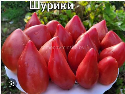 Томат Шурики