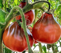 Томат Старое Сердце Равенны