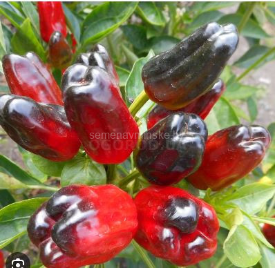 Перец острый Турецкий Цветок