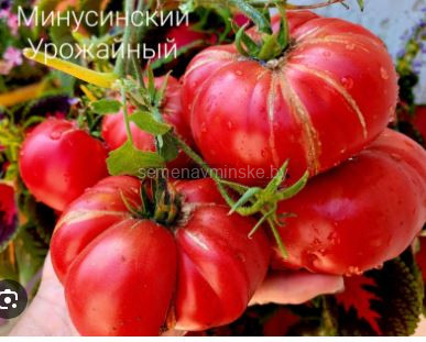 Томат Минусинский Урожайный