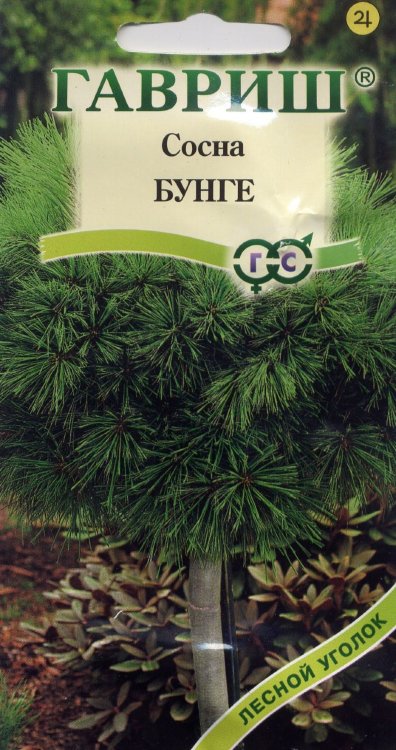 Сосна БУНГЕ