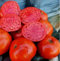 Томат Гигант МБ