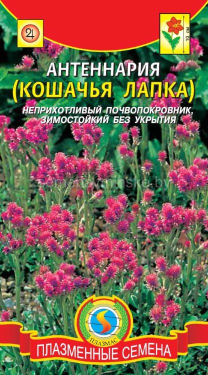 Антенария (кошачья лапка)