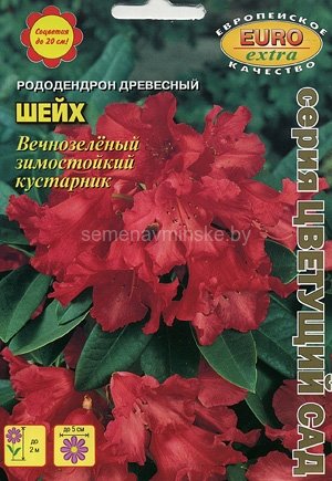 Рододендрон древесный Шейх