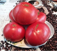 Томат Ручей Фиолетовой Собаки